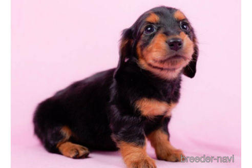 成約済の東京都のミニチュアダックスフンド(ロングヘアード)-225164の2枚目